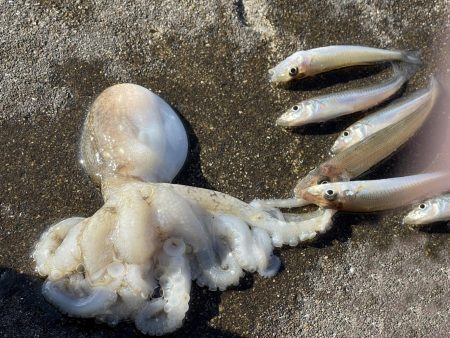 苅谷波止で何が釣れるか初釣行　一応キス狙い…